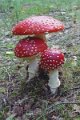 Paddenstoelen 9